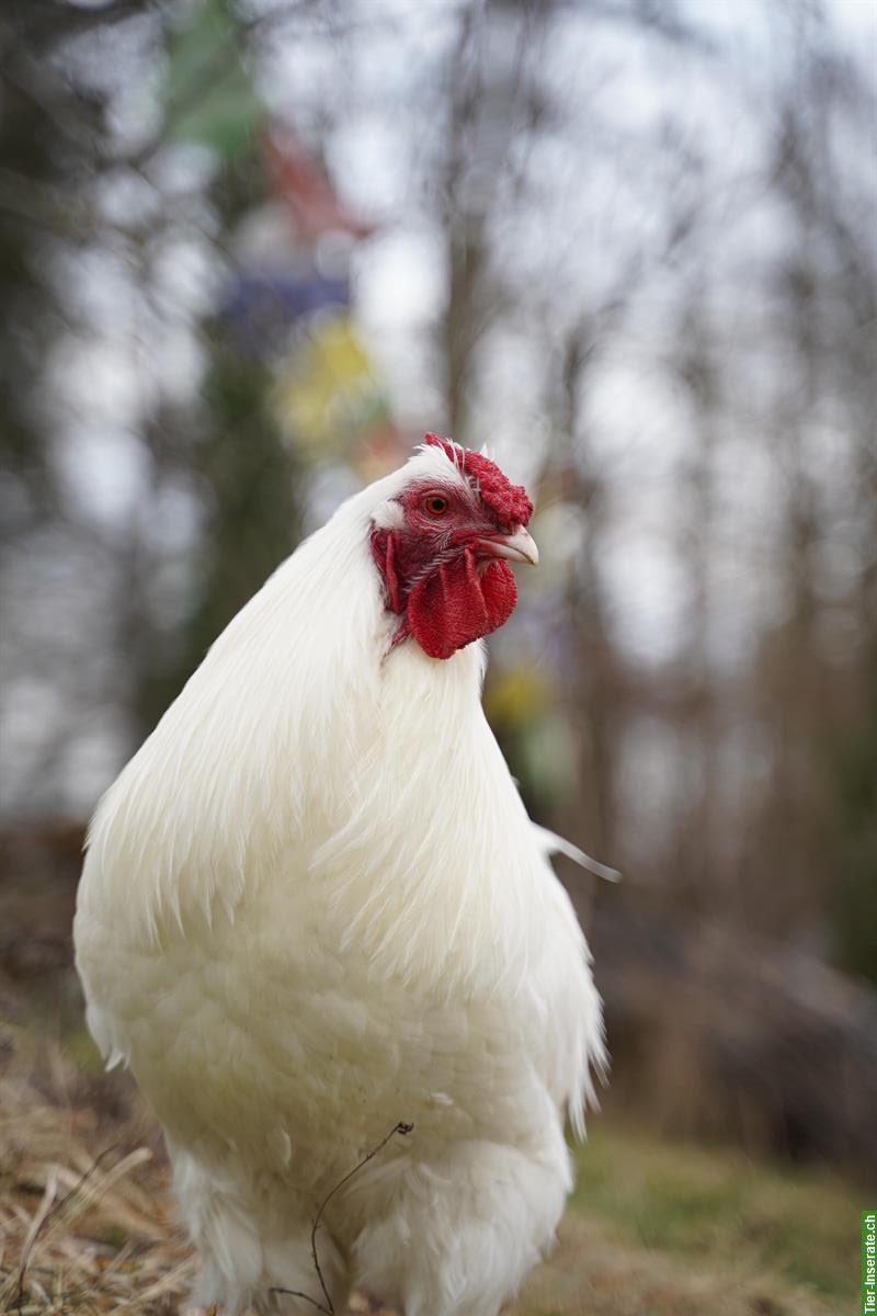 Bild 2: Weisser junger Hahn gratis abzugeben