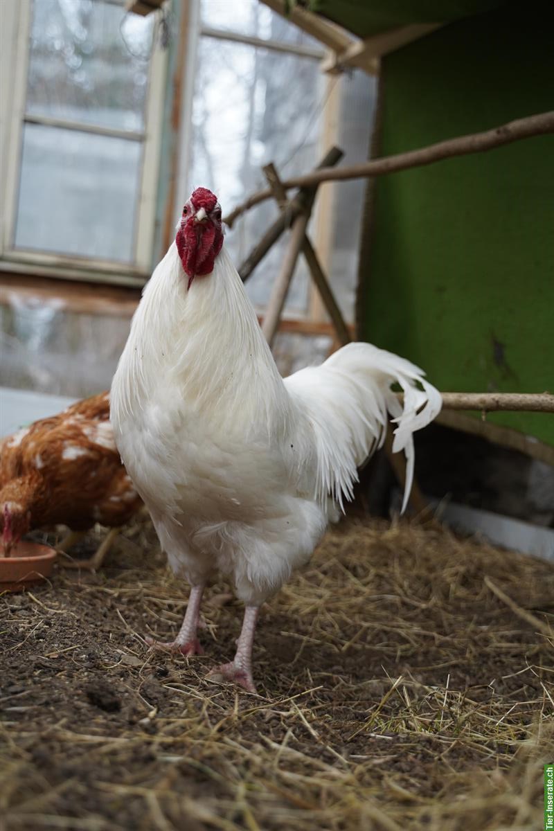 Bild 3: Weisser junger Hahn gratis abzugeben