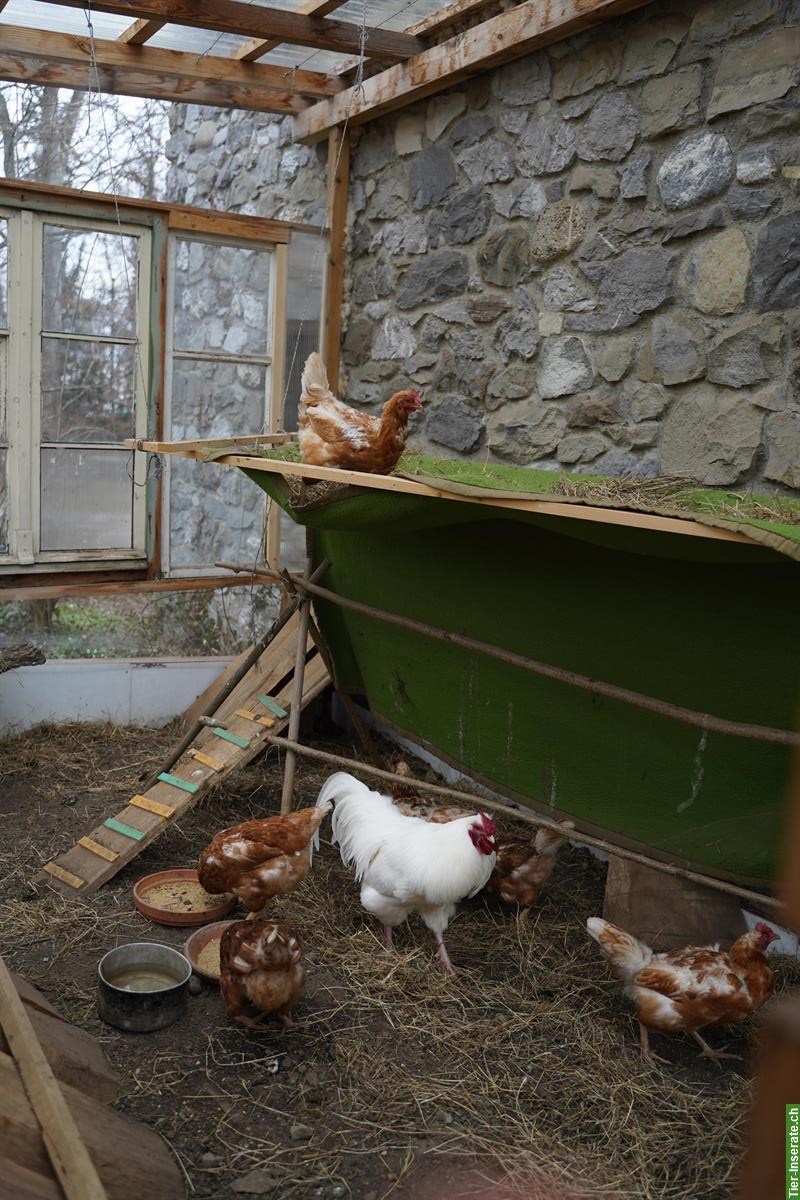 Bild 4: Weisser junger Hahn gratis abzugeben