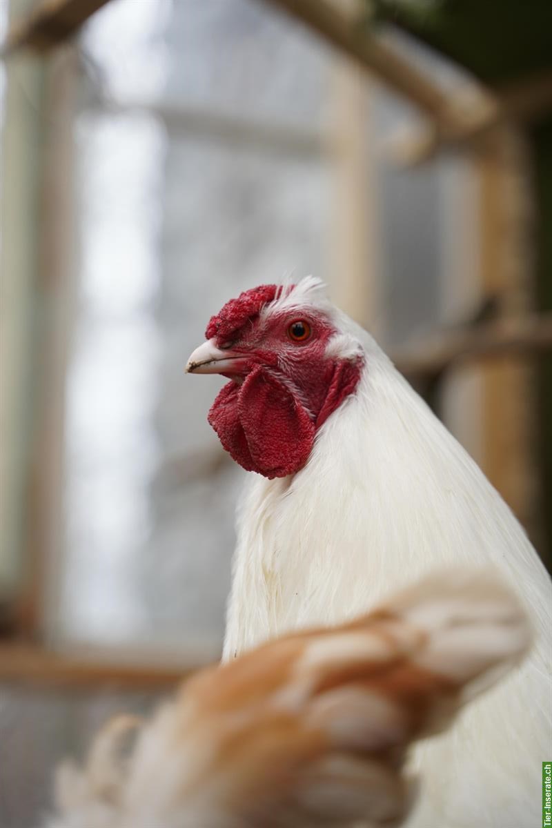 Bild 5: Weisser junger Hahn gratis abzugeben