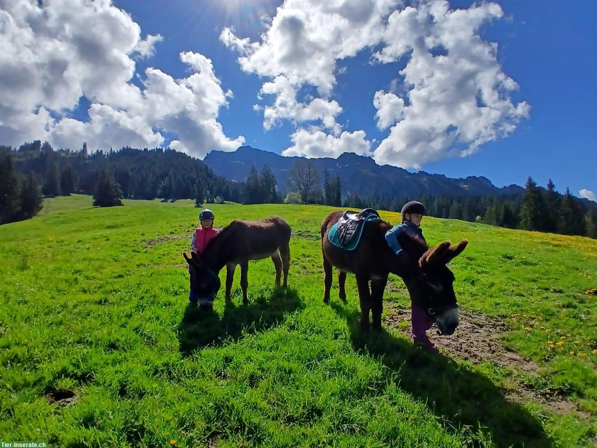 2 Esel zu verkaufen, kinderlieb