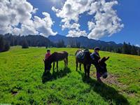 2 Esel zu verkaufen, kinderlieb