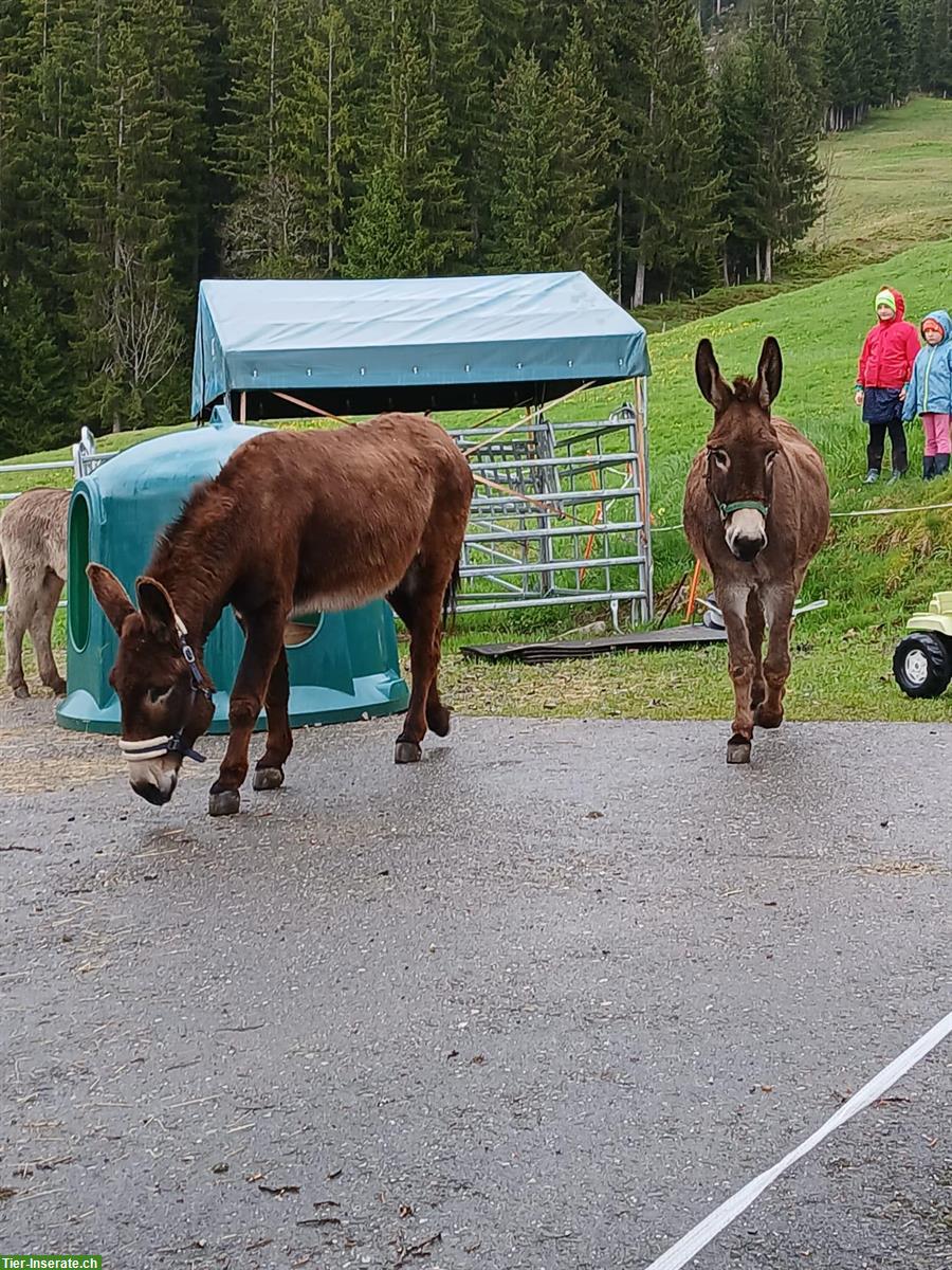 Bild 2: 2 Esel zu verkaufen, kinderlieb