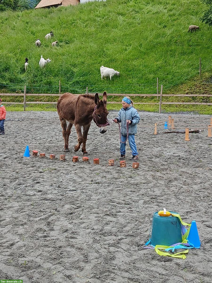 Bild 3: 2 Esel zu verkaufen, kinderlieb