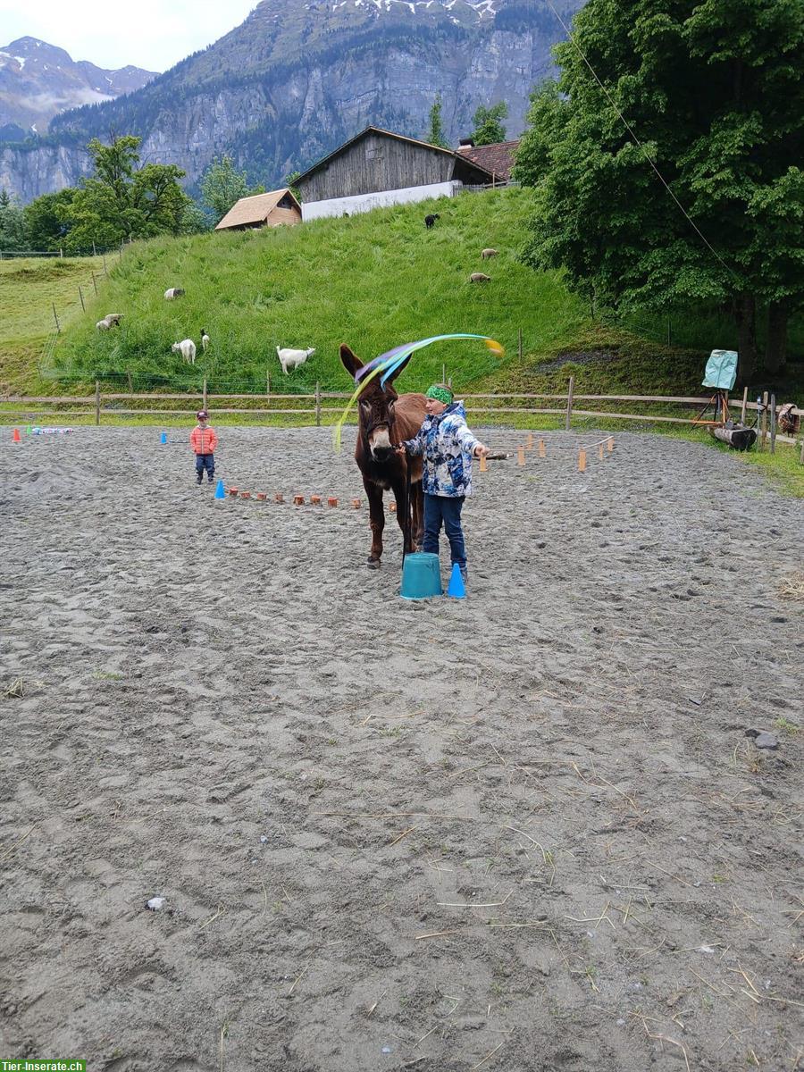 Bild 4: 2 Esel zu verkaufen, kinderlieb