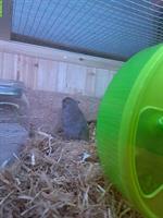 Rennmaus Mutter mit junger Tochter abzugeben