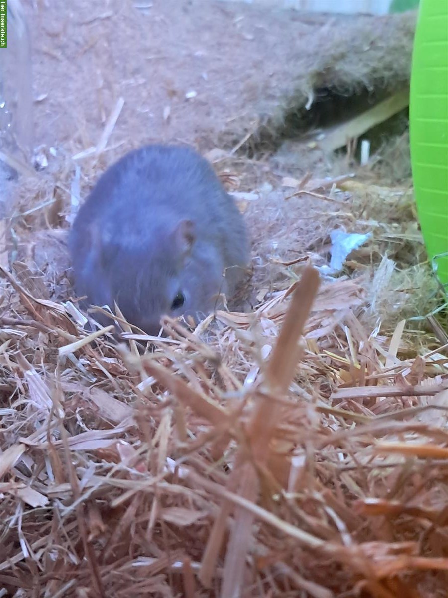 Bild 2: Rennmaus Mutter mit junger Tochter abzugeben