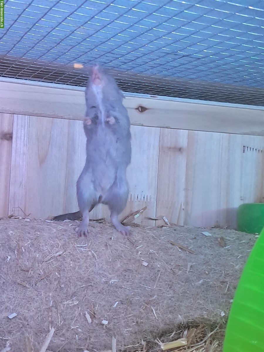 Bild 3: Rennmaus Mutter mit junger Tochter abzugeben