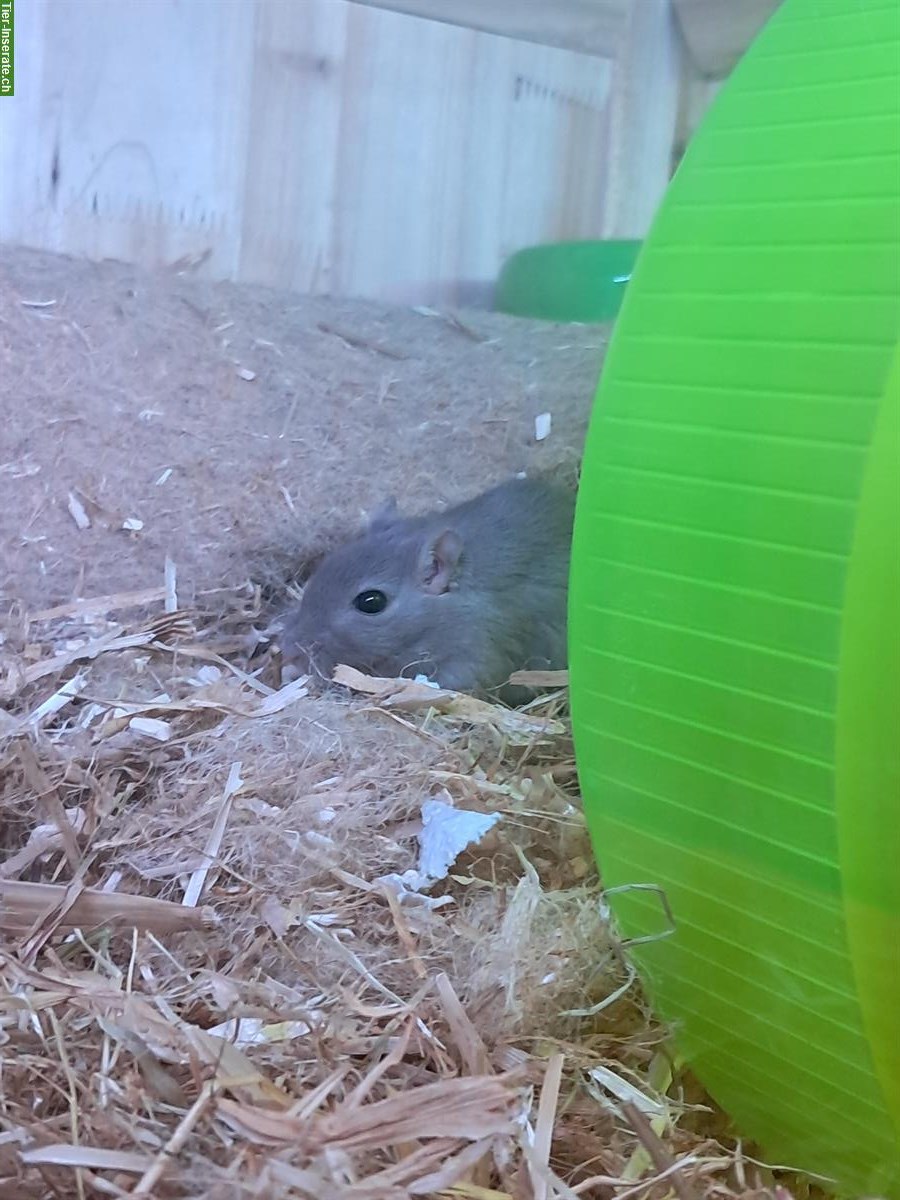 Bild 4: Rennmaus Mutter mit junger Tochter abzugeben