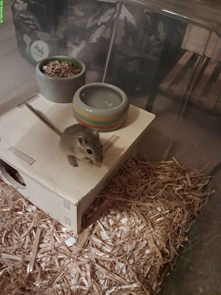 Junges Rennmaus Weibchen, braun, zur Vergesellschaftung