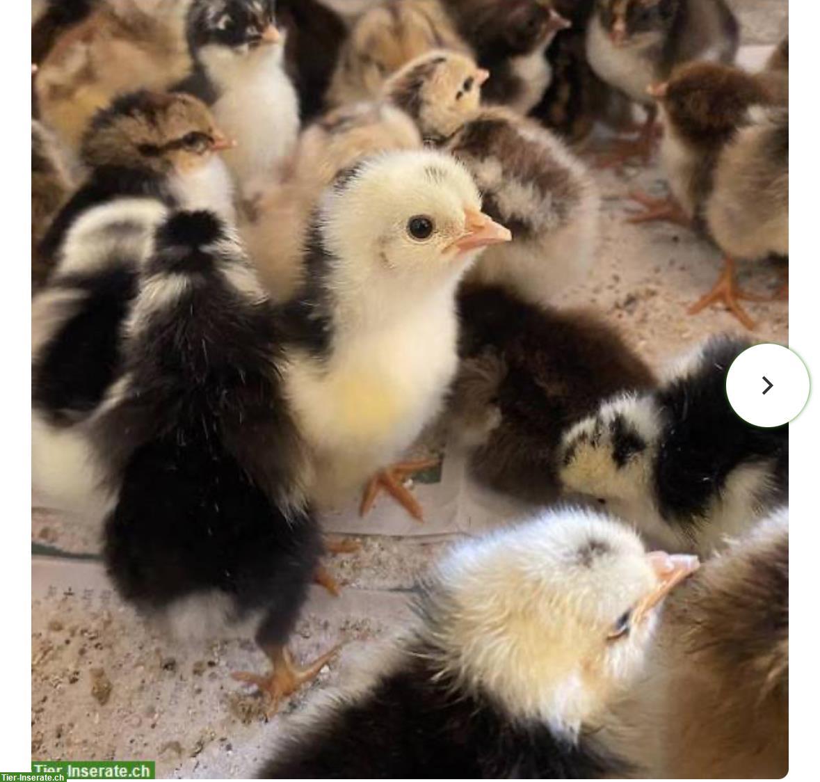 Küken Schwedische Blumenhühner zu verkaufen