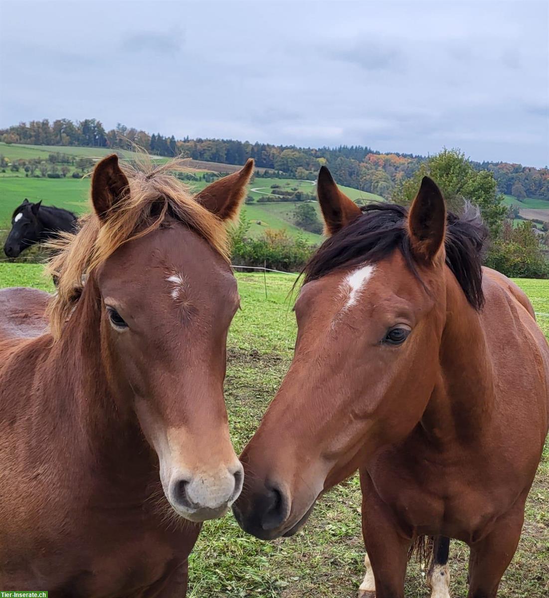Urfreiberger Stute, 3.5-jährig, menschbezogen, Zucht geeignet