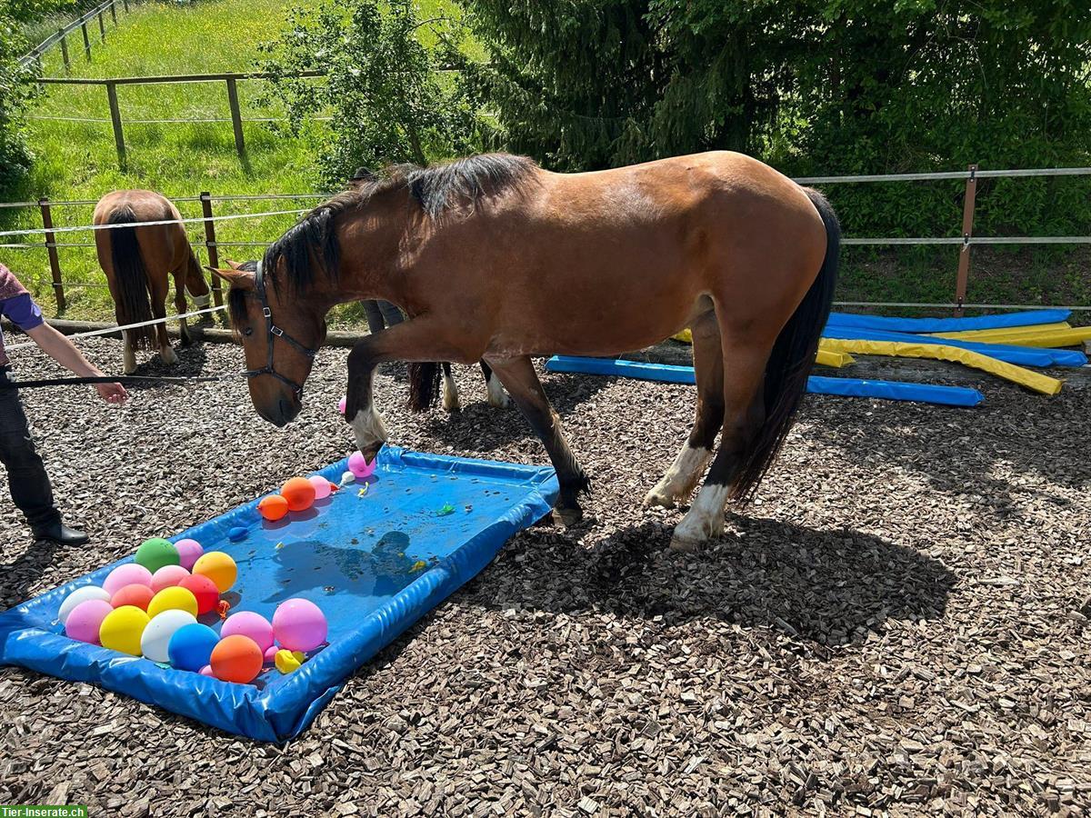 Bild 2: Urfreiberger Stute, 3.5-jährig, menschbezogen, Zucht geeignet