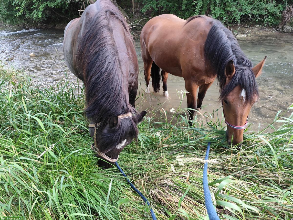 Bild 3: Urfreiberger Stute, 3.5-jährig, menschbezogen, Zucht geeignet