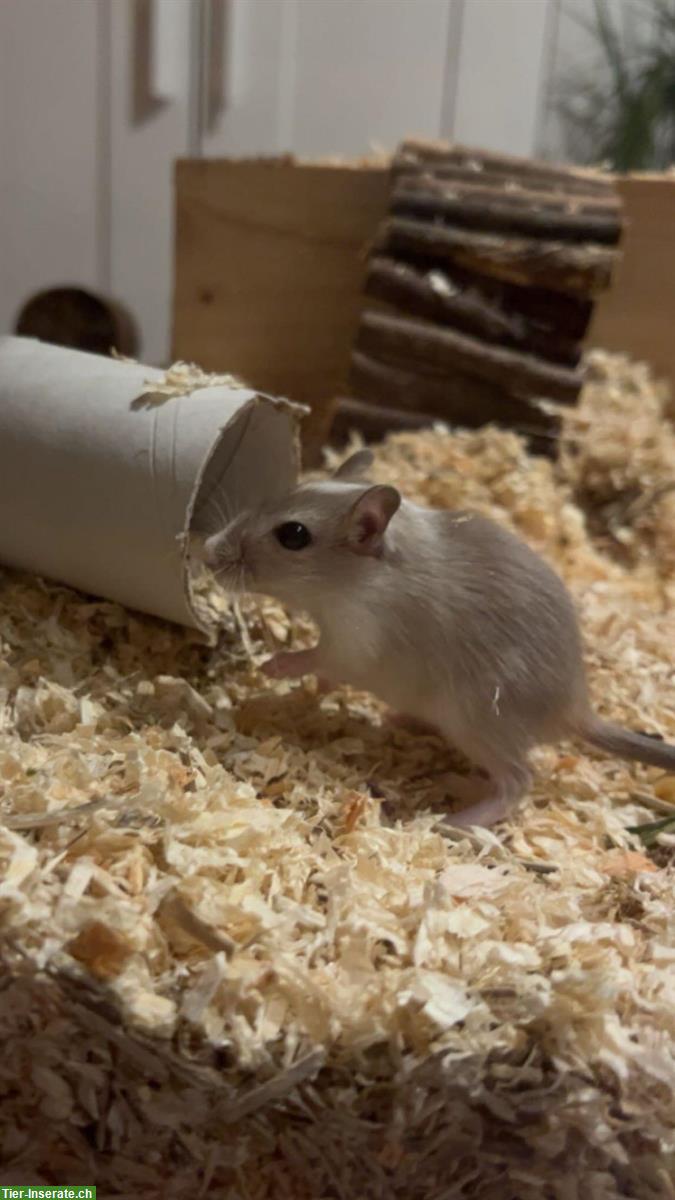 Mongolische Rennmäuse (Weibchen) abzugeben