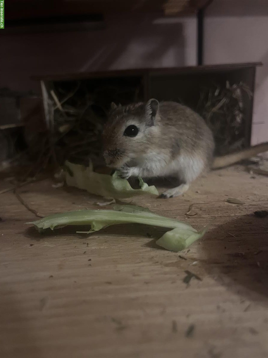 Bild 2: Mongolische Rennmäuse (Weibchen) abzugeben