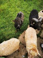 Ouessant Auen zu verkaufen, vermutlich tragend