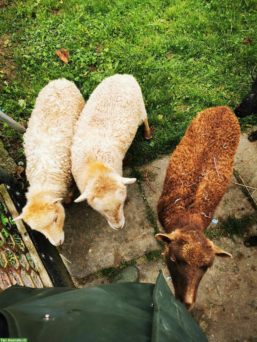 Bild 2: Ouessant Auen zu verkaufen, vermutlich tragend