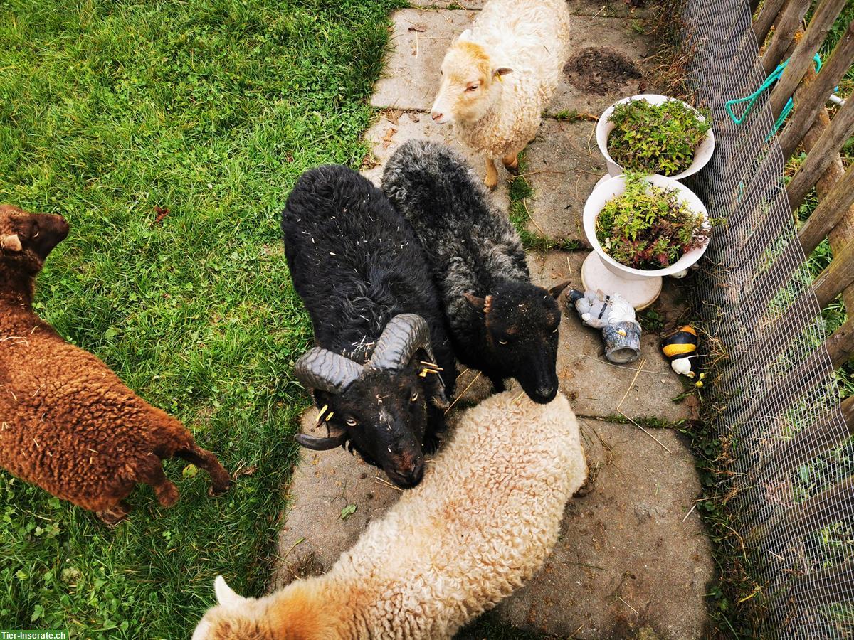 Bild 3: Ouessant Auen zu verkaufen, vermutlich tragend