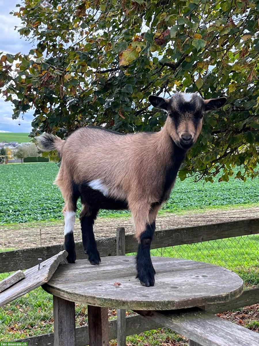 Junge Zwergziege (weiblich) zu verkaufen