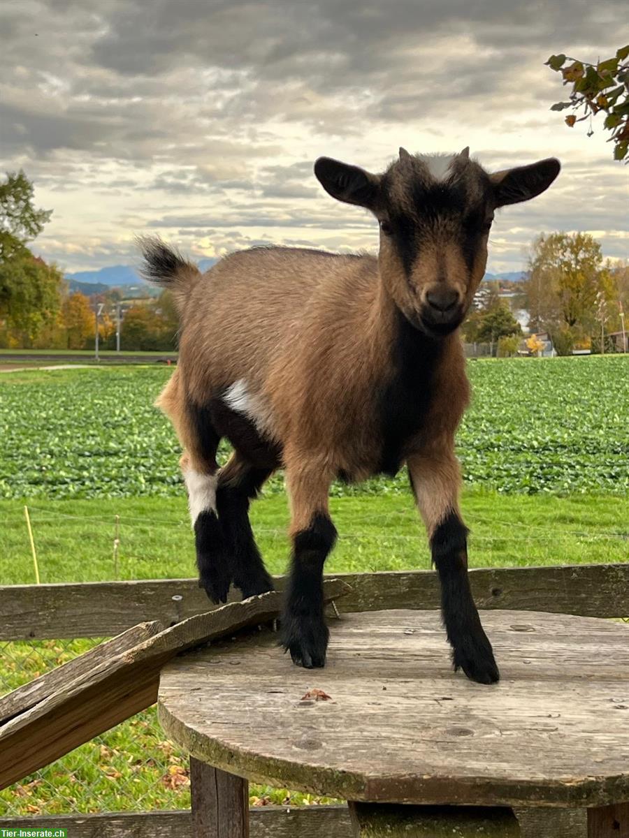 Bild 2: Junge Zwergziege (weiblich) zu verkaufen