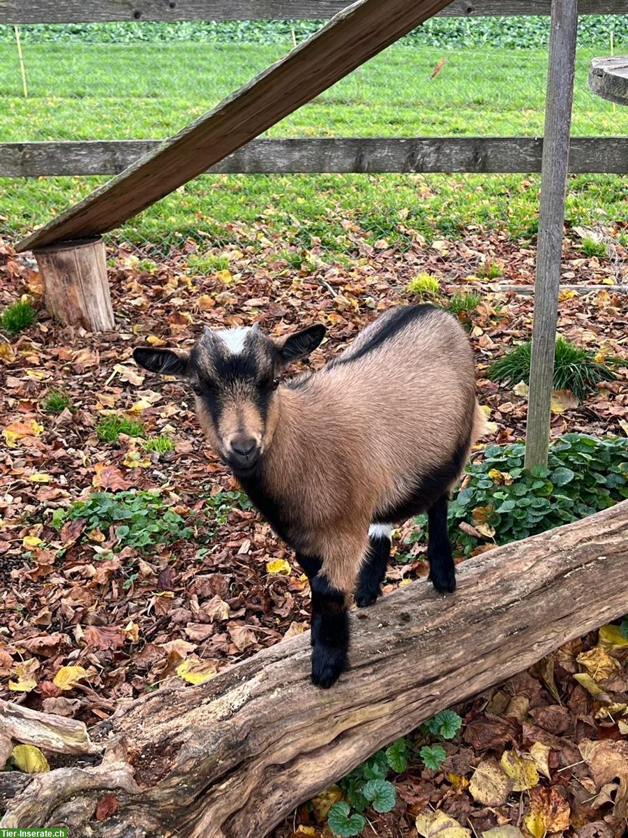 Bild 3: Junge Zwergziege (weiblich) zu verkaufen