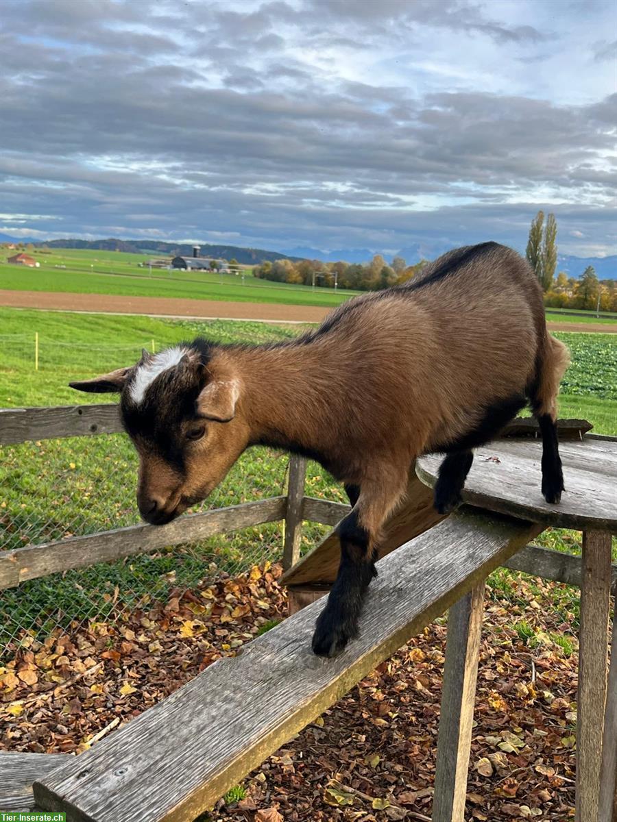 Bild 4: Junge Zwergziege (weiblich) zu verkaufen
