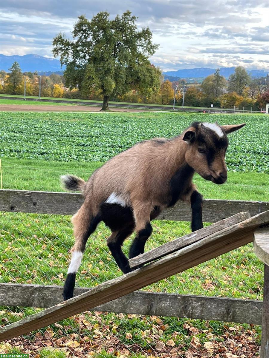 Bild 5: Junge Zwergziege (weiblich) zu verkaufen