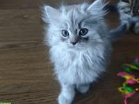 Reinrassiges Perser Kitten, männlich in silber/weiss