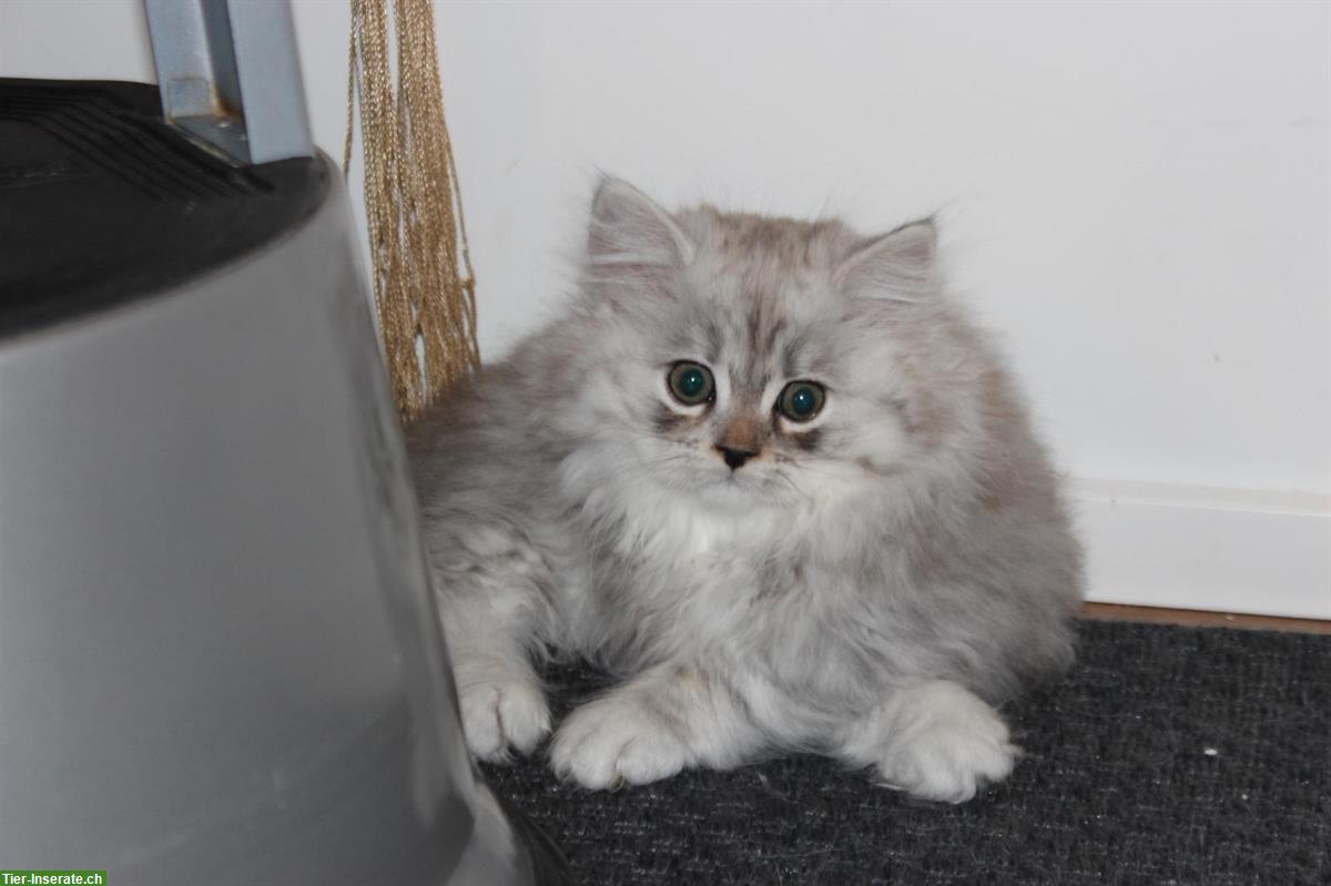 Bild 2: Reinrassiges Perser Kitten, männlich in silber/weiss