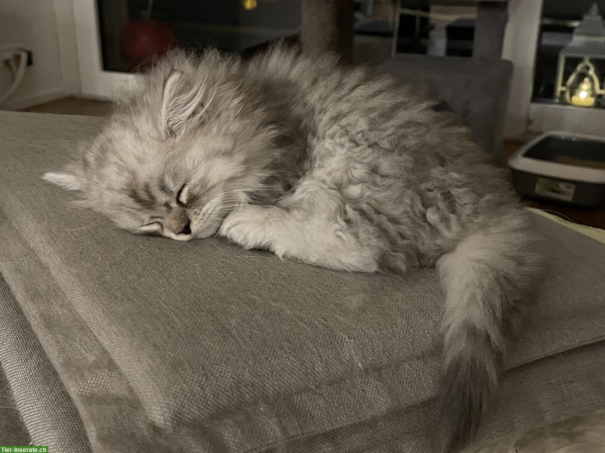 Bild 3: Reinrassiges Perser Kitten, männlich in silber/weiss