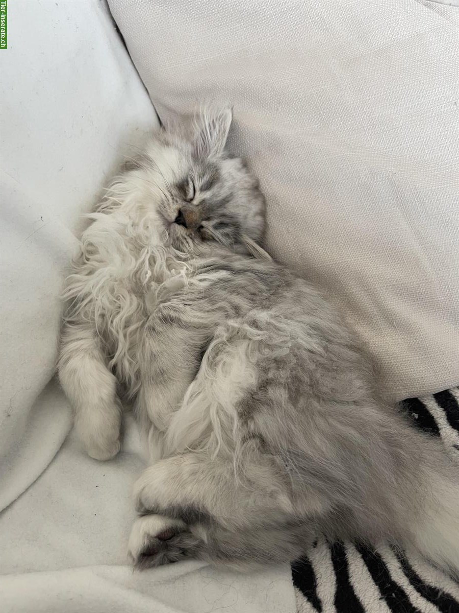 Bild 4: Reinrassiges Perser Kitten, männlich in silber/weiss