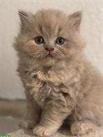 Britisch Kurzhaar Kätzchen zu verkaufen