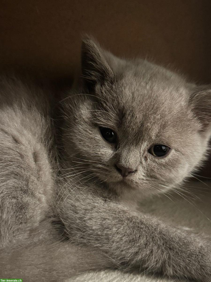 Bild 3: Britisch Kurzhaar Kätzchen zu verkaufen