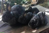 Schweizer Fuchskaninchen chinchillafarbig