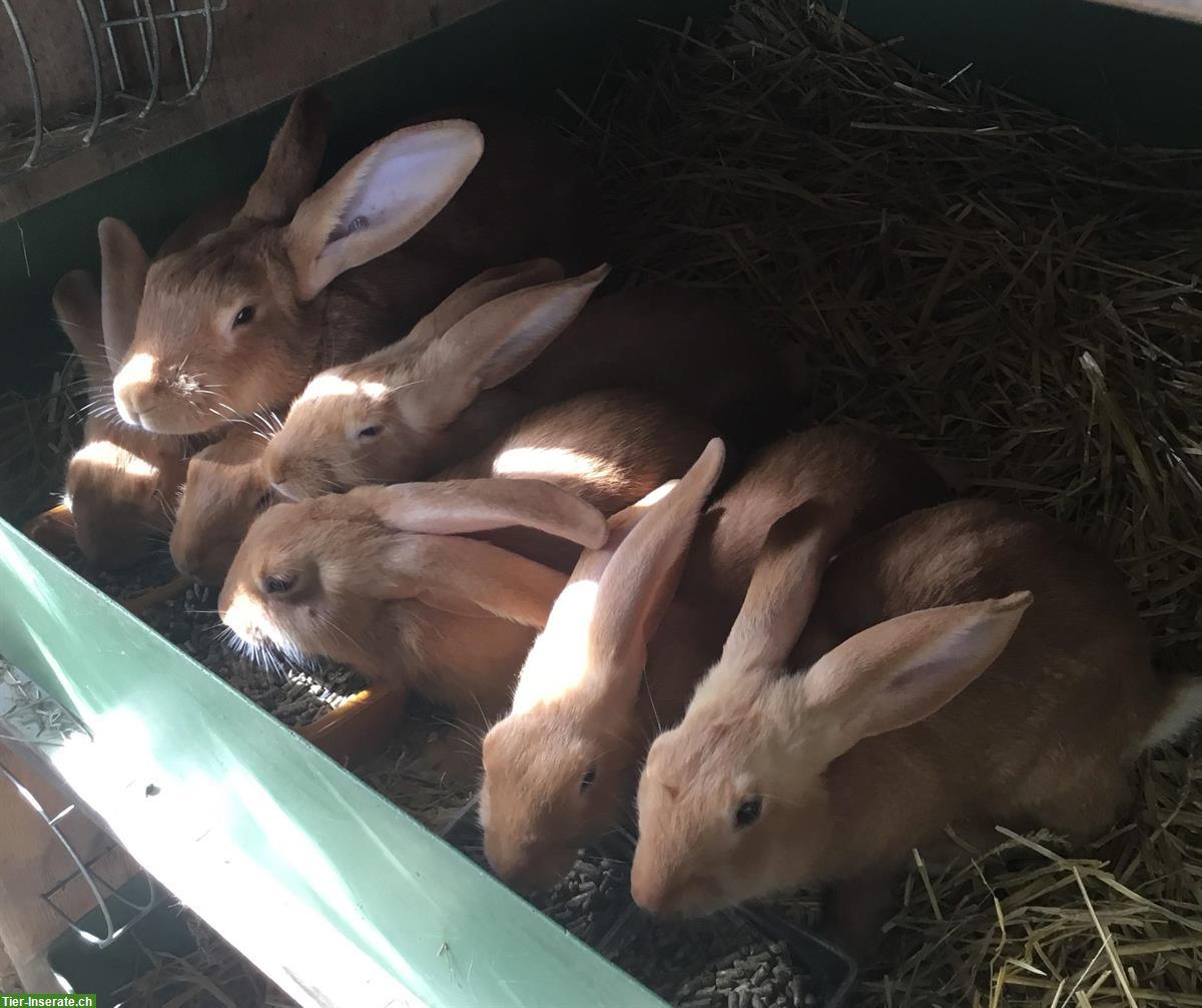 Burgunder Kaninchen (reinrassig) abzugeben