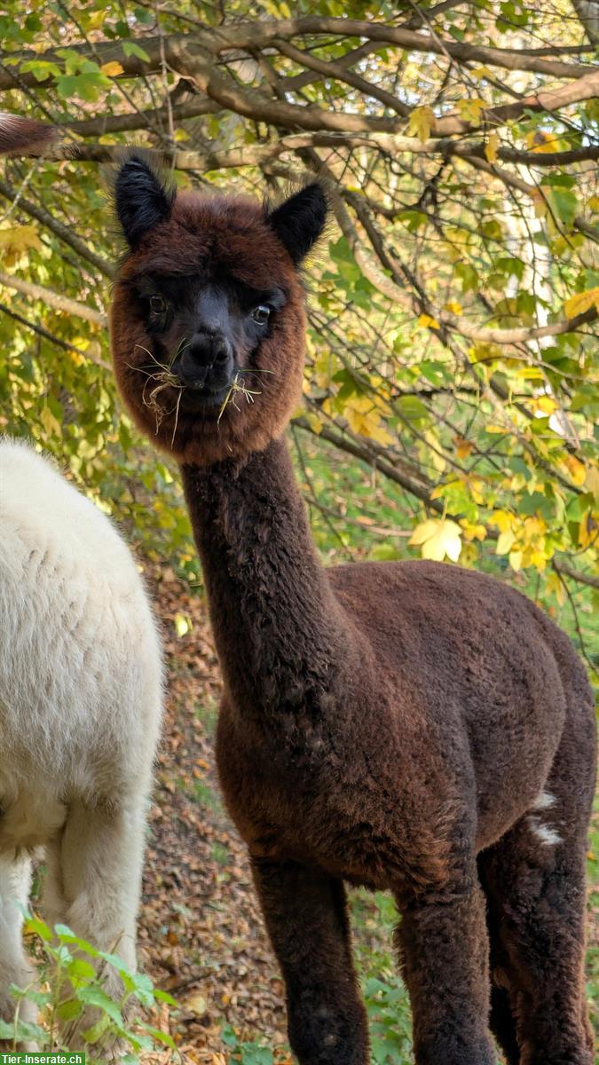 3 Alpaka (Jung) Stuten zu verkaufen, teils trächtig