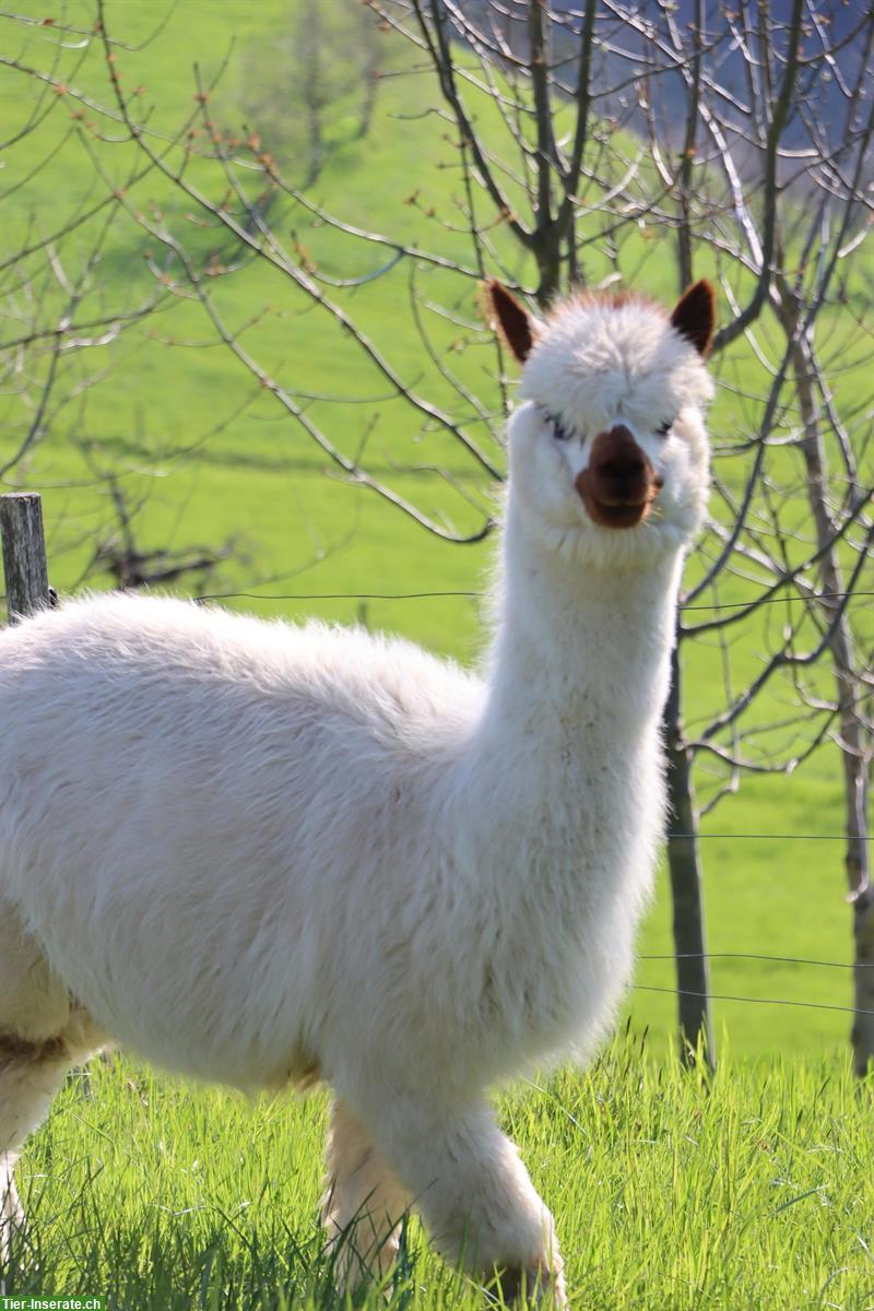 Bild 2: 3 Alpaka (Jung) Stuten zu verkaufen, teils trächtig