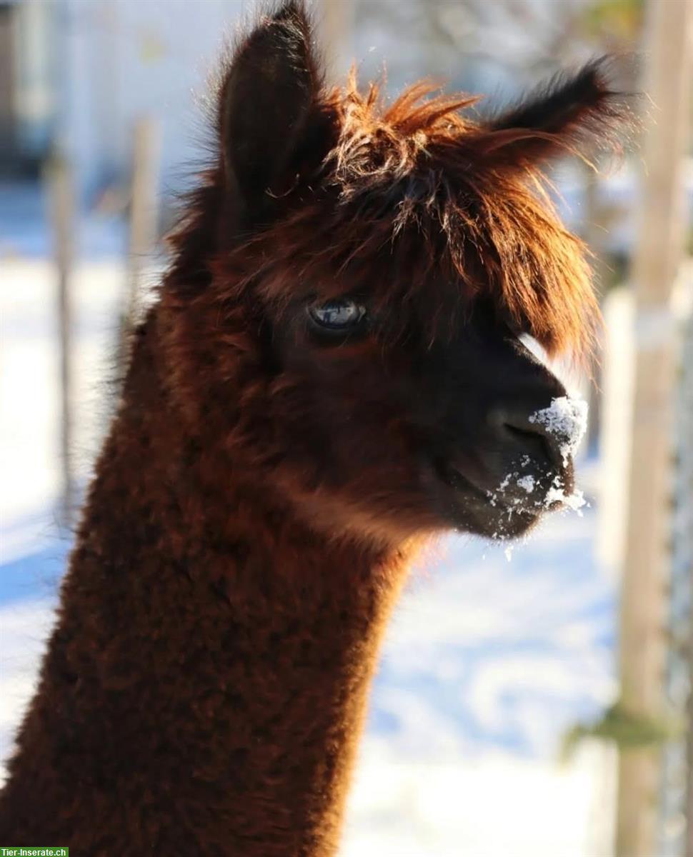 Bild 3: 3 Alpaka (Jung) Stuten zu verkaufen, teils trächtig