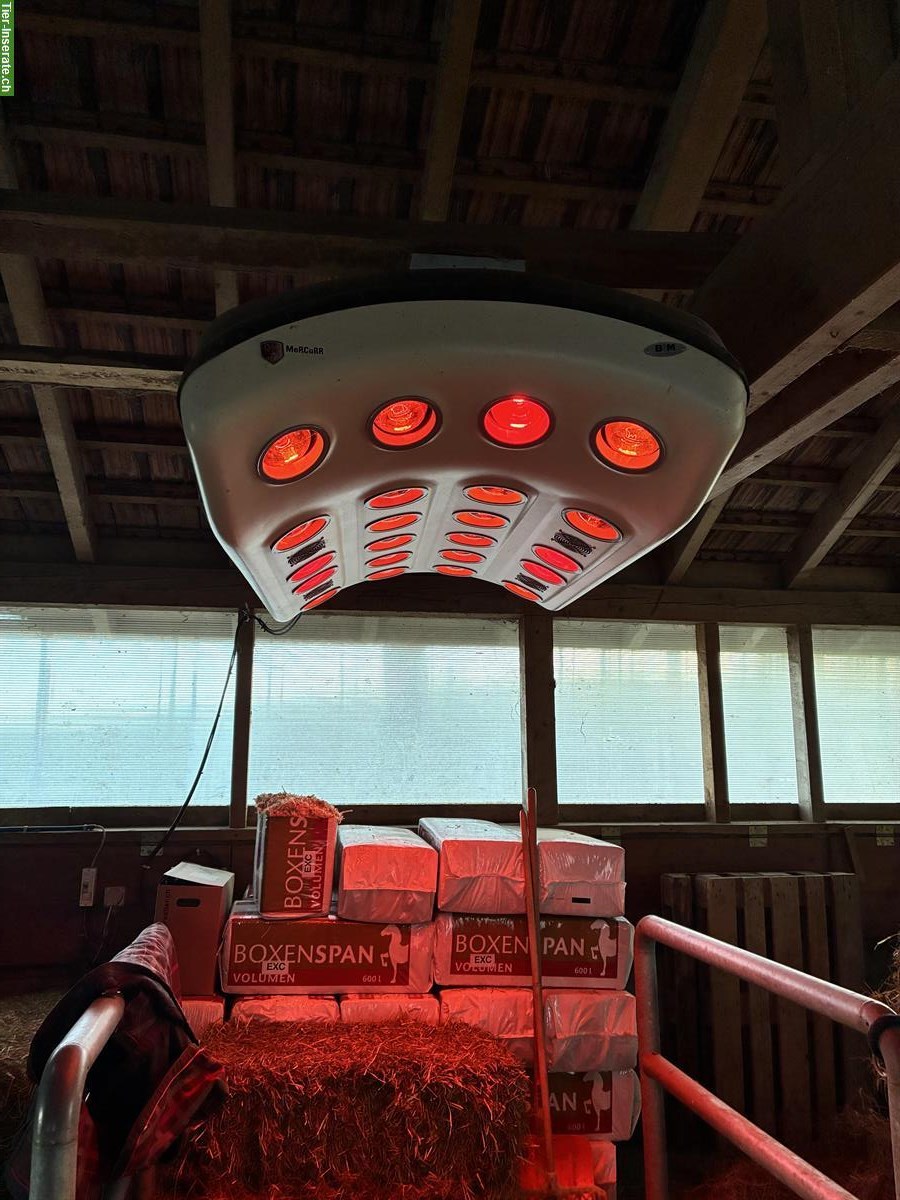 Pferdesolarium mit elektrischem Lift zu verkaufen