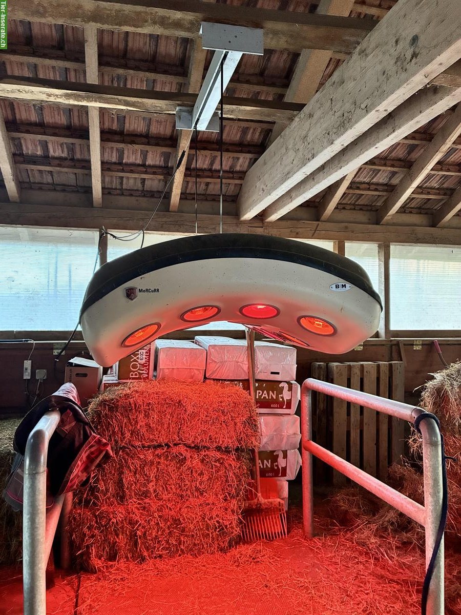 Bild 2: Pferdesolarium mit elektrischem Lift zu verkaufen