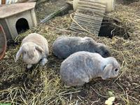 3 Zwergwidder, kastrierter Rammler und zwei Weibchen