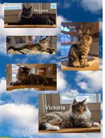 Maine Coon Kitten mit Stammbaum suchen ein Zuhause