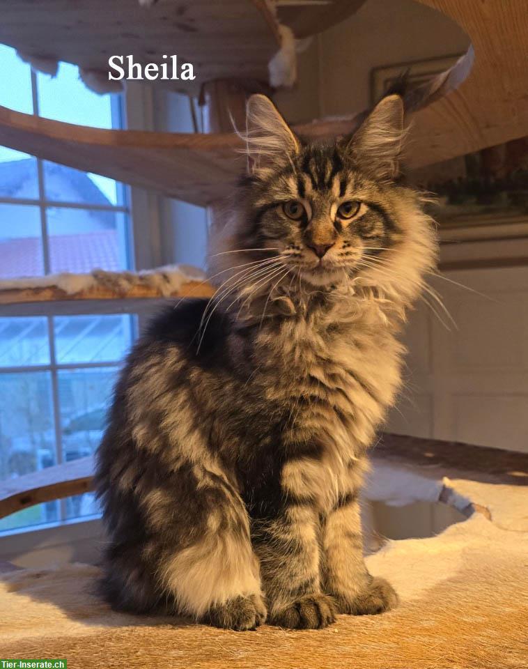 Bild 2: Maine Coon Kitten mit Stammbaum suchen ein Zuhause