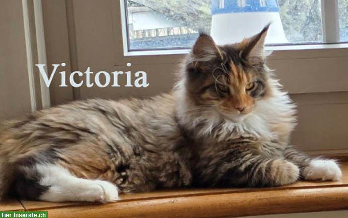 Bild 3: Maine Coon Kitten mit Stammbaum suchen ein Zuhause