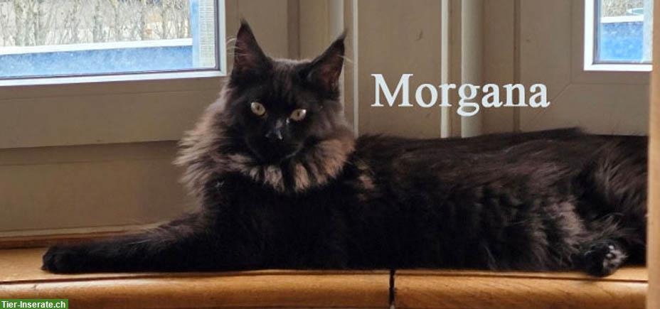 Bild 4: Maine Coon Kitten mit Stammbaum suchen ein Zuhause