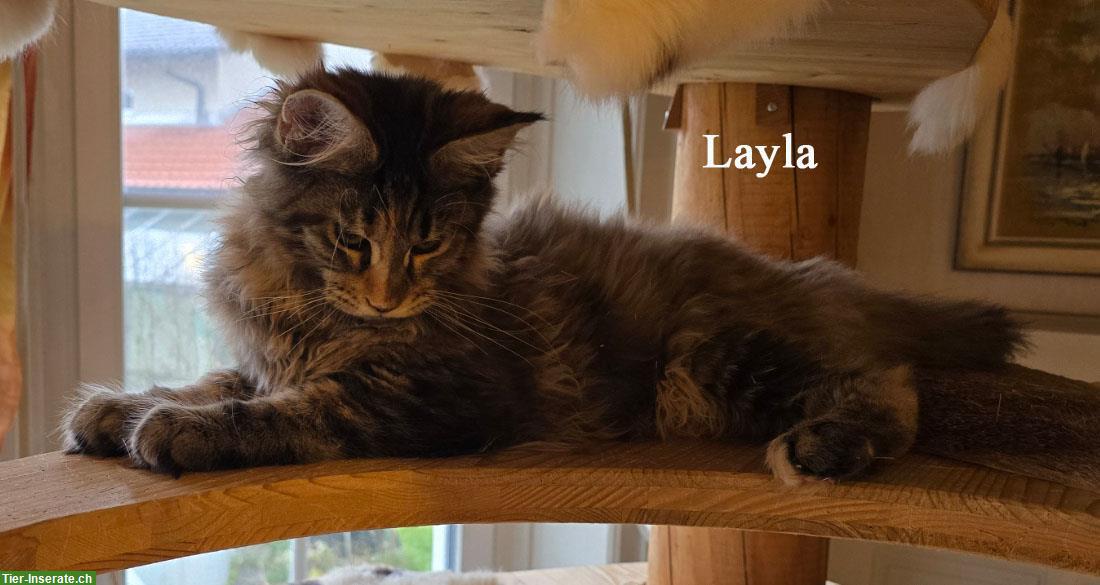 Bild 5: Maine Coon Kitten mit Stammbaum suchen ein Zuhause