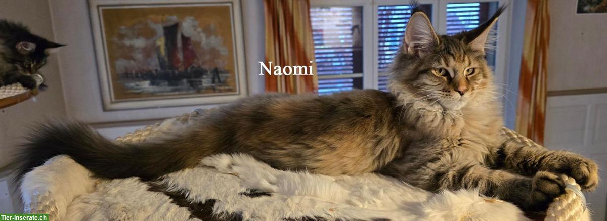 Bild 6: Maine Coon Kitten mit Stammbaum suchen ein Zuhause