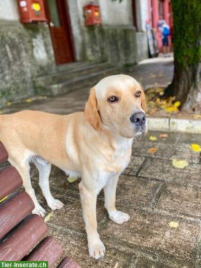 Labrador-Mix, aktiver & kinderlieber Rüde sucht Zuhause/Pflegestelle