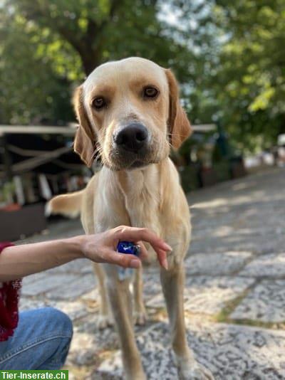 Bild 2: Labrador-Mix, aktiver & kinderlieber Rüde sucht Zuhause/Pflegestelle